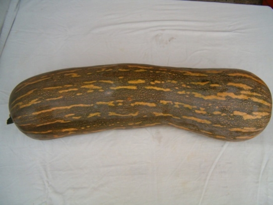 Zucca lunga