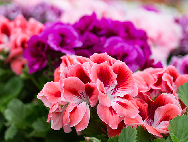 Geranio pelargonium