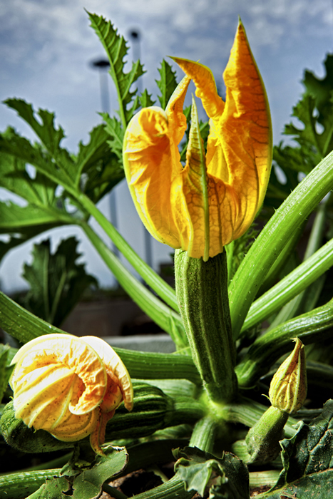 Zucchino Verde Chiaro.